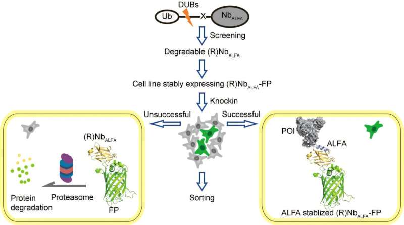 Nanobody-guided approach enables efficient fluorescent labeling of endogenous proteins