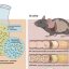Serotonin produced by gut bacteria provides hope for a novel IBS treatment