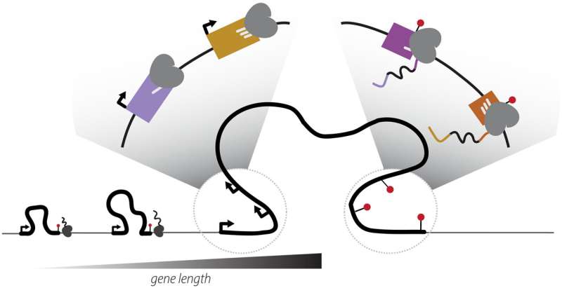Rewriting the rules of genetics: Study reveals gene boundaries are dynamic, not fixed