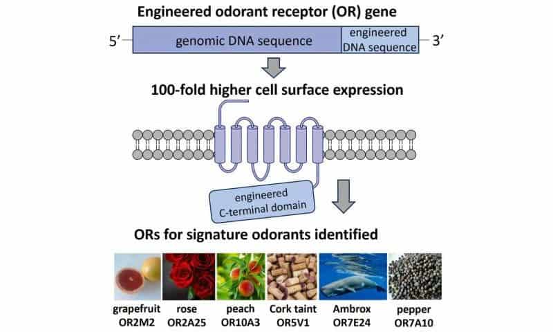 Lab-boosted olfactory receptor reveals new insights about how our sense of smell works