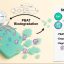 Soil fungus and calcium team up to break down bioplastics faster