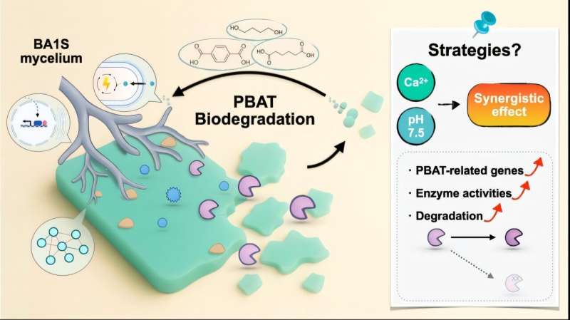 Soil fungus and calcium team up to break down bioplastics faster