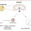 Mitochondrial potassium channels regulate heat production in brown adipose tissue, paving path for new obesity therapies