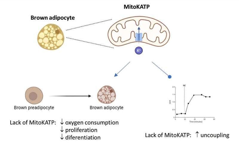 Mitochondrial potassium channels regulate heat production in brown adipose tissue, paving path for new obesity therapies