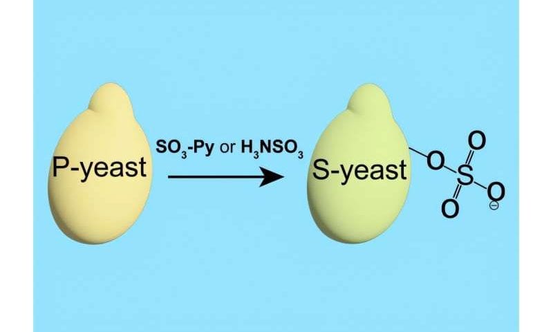 Sulfated yeast rises to the challenge facing rare earth metals