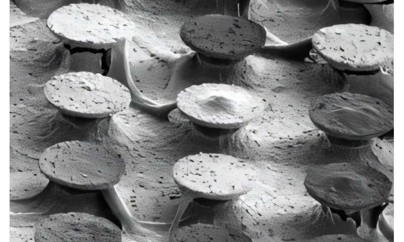 Tiny surface shapes steer cancer cells, paving the way for better lab tests and safer implants