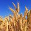 Gluten sensitivity linked to gut–brain interaction, not gluten itself, study finds