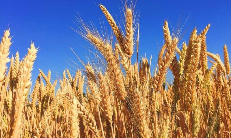 Gluten sensitivity linked to gut–brain interaction, not gluten itself, study finds