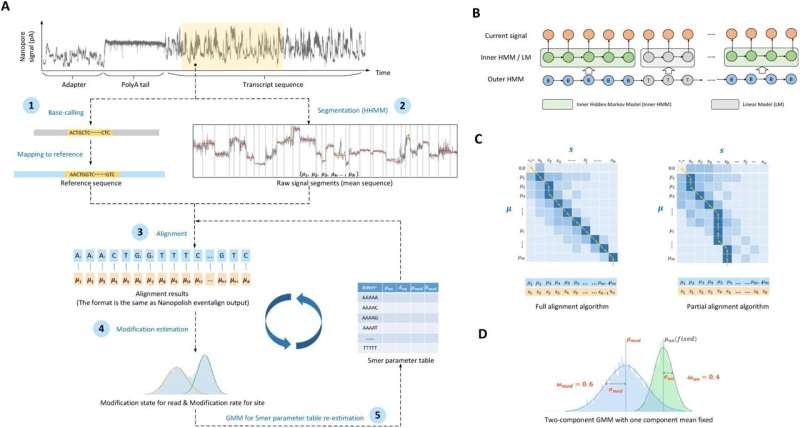 Researchers introduce a new tool for more accurate RNA modification detection from nanopore signals