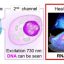Simultaneous imaging of intracellular DNA and RNA using harmless light