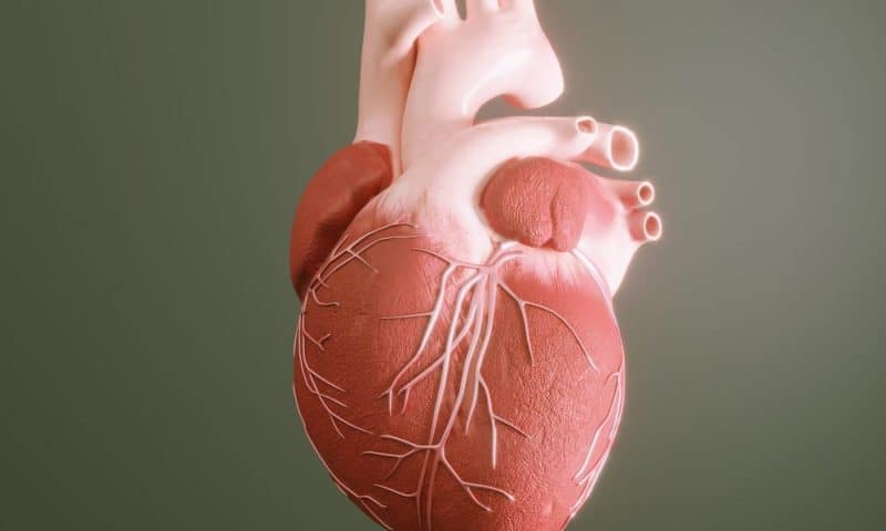 Experimental Drug Boosts DNA Repair Response in Damaged Heart Tissue