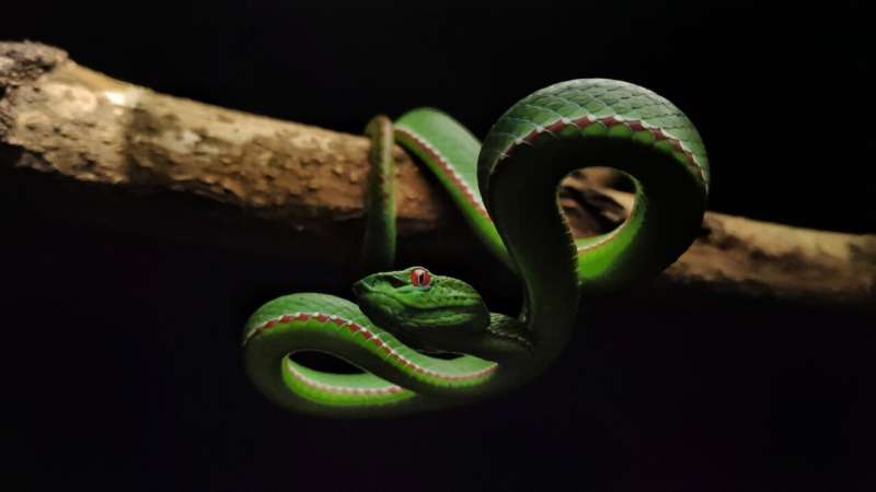 COVID vaccine tech could limit snakebite venom damage