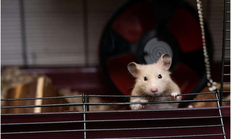 Exercise slows tumor growth in mice by shifting glucose uptake to muscles