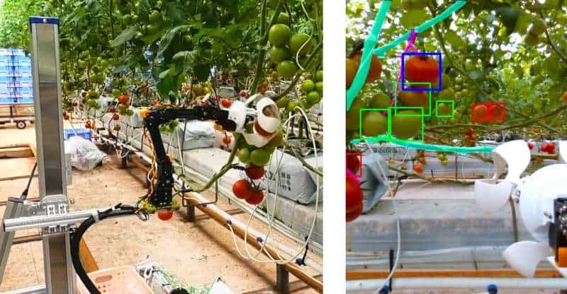 RoboCrop: Teaching robots how to pick tomatoes