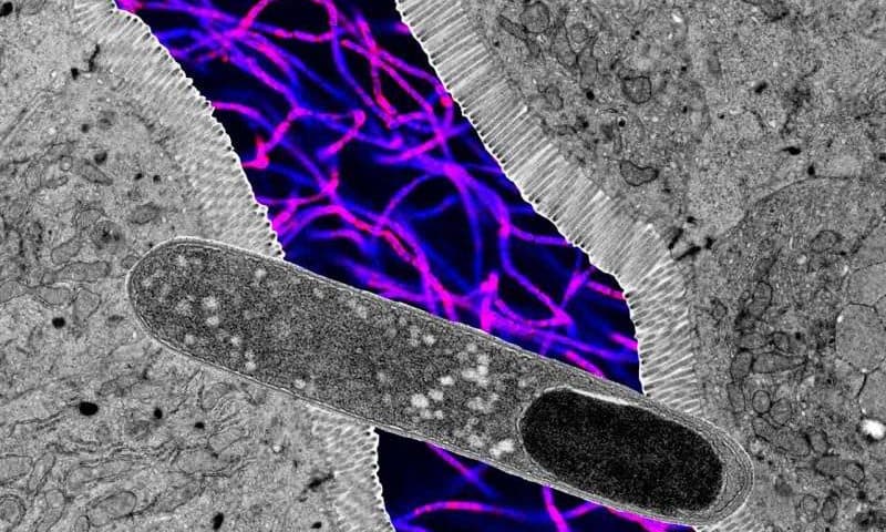 The gut bacteria that put the brakes on weight gain in mice