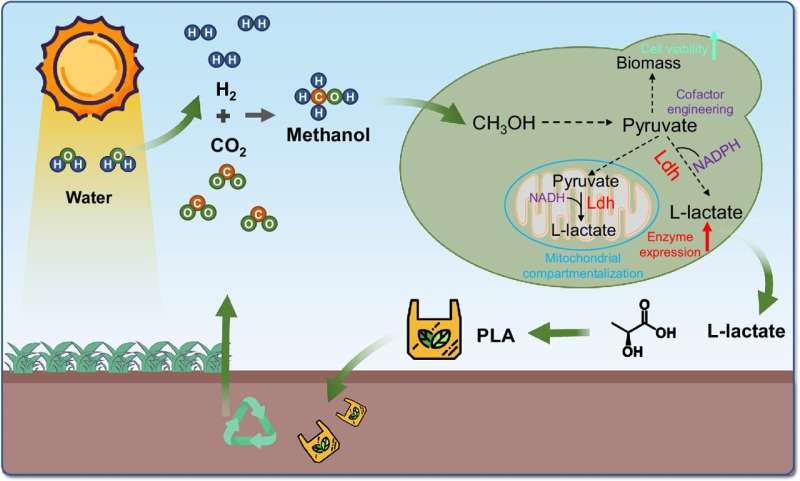 Yeast cell factory converts methanol into L-lactate for biodegradable plastics