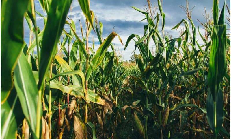 Nearly every corn seed planted in Colorado is covered in insecticide: Lawmakers may restrict the chemical