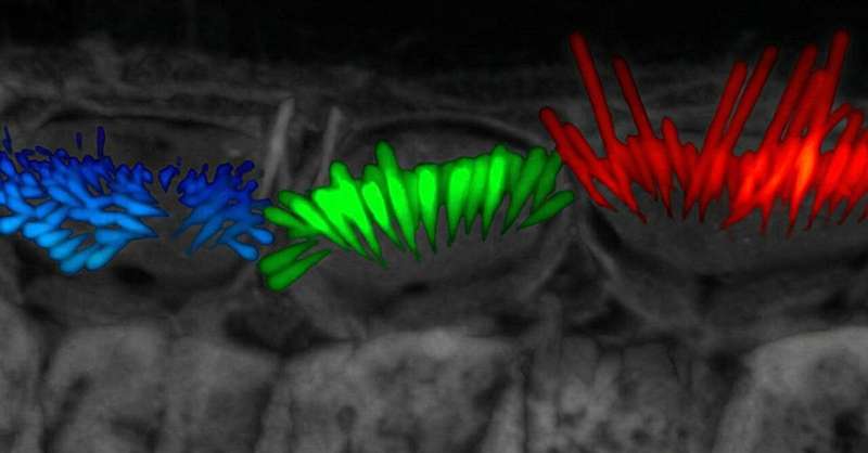 Unprecedented 3D views of sensory cells accelerate hearing research