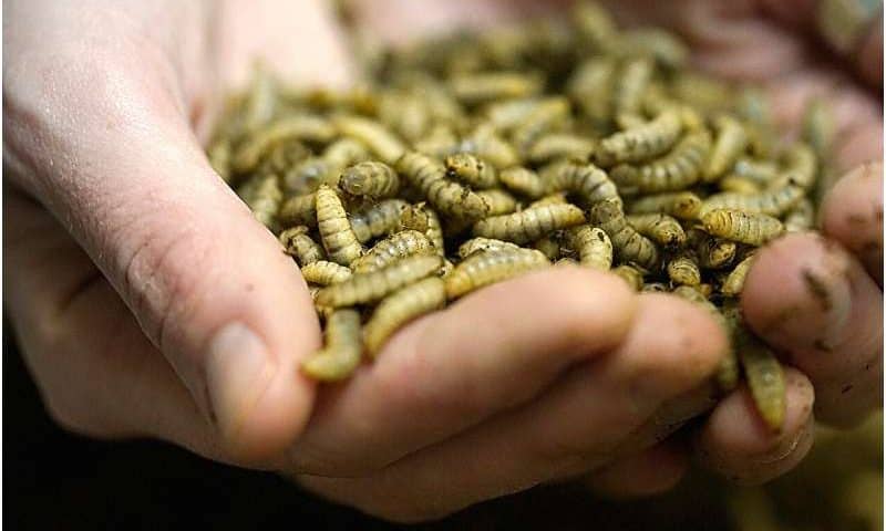 New technology solves production bottleneck for black soldier fly larvae