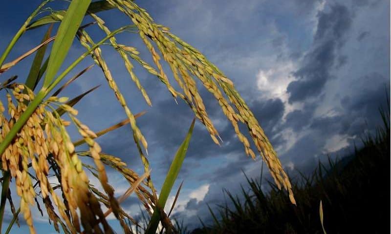 Engineering heat-tolerant, high-yield rice for a warming planet