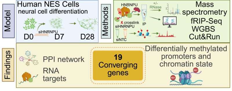 Mapping the role of a master regulator in early brain development