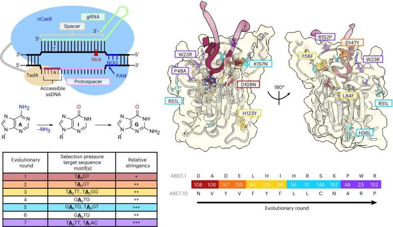 New DNA base editor minimizes bystander edits while maintaining high efficiency