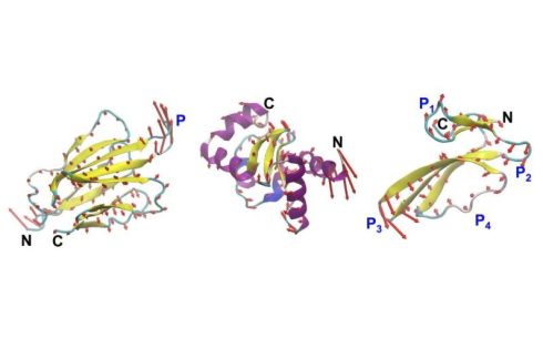 Designing proteins by their motion, not just their shape