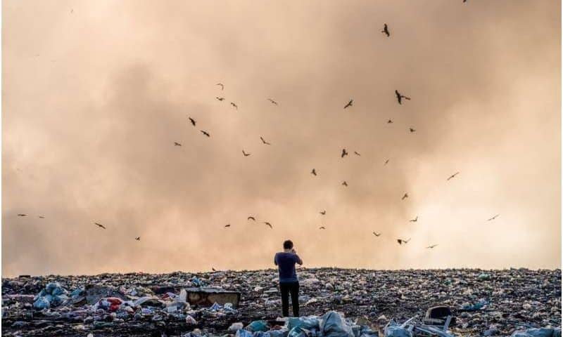 Black soldier fly larvae show promise for safe organic waste removal
