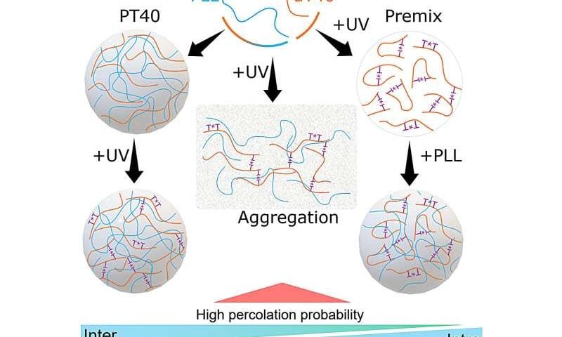 Light switch for life: Controlling molecular droplets with UV