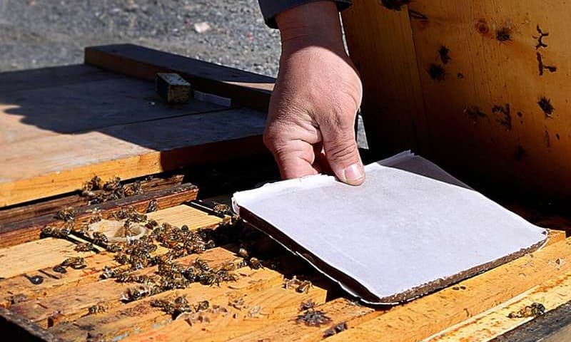 Pollen-replacing feed strengthens honey bee colonies, long-term study confirms