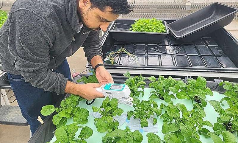 Low-cost sensor system could warn farmers of salt stress in plants