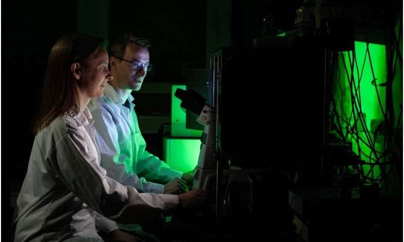 Magnetic fields guide lab-grown blood vessels into precise patterns for drug testing