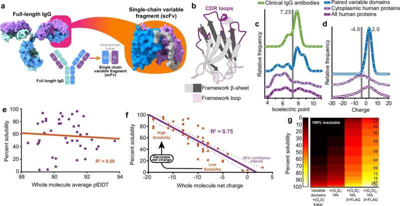 Microscopic ‘intrabodies’ unlock new treatments for motor neuron disease and Alzheimer’s