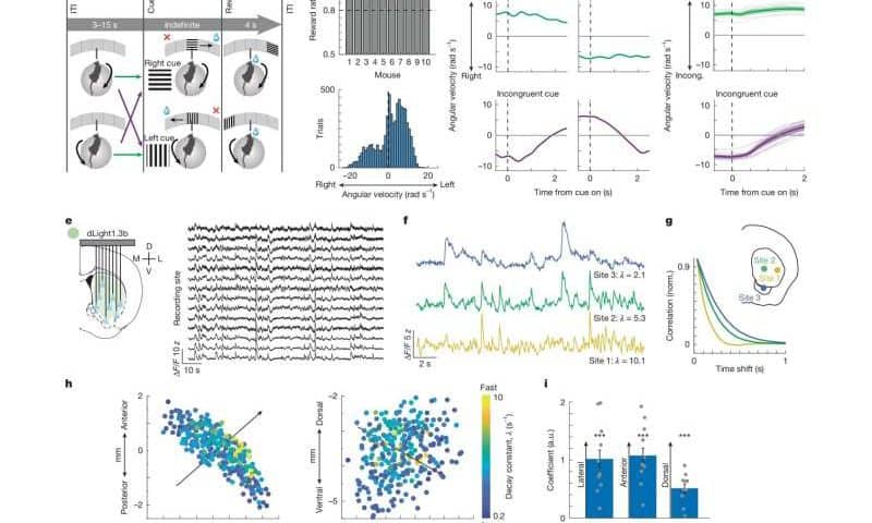 Newly-discovered dopamine signal may help the brain steer us in the right direction