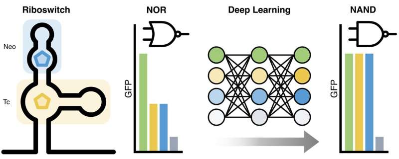 Researchers use AI to develop RNA-based synthetic NAND switch in living cells