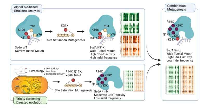 An AI-guided gene-editing tool for more precise and safer DNA correction