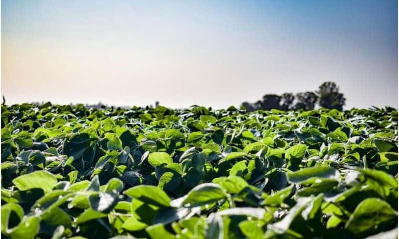 Molecular enhancements help plants light up when they’re under attack