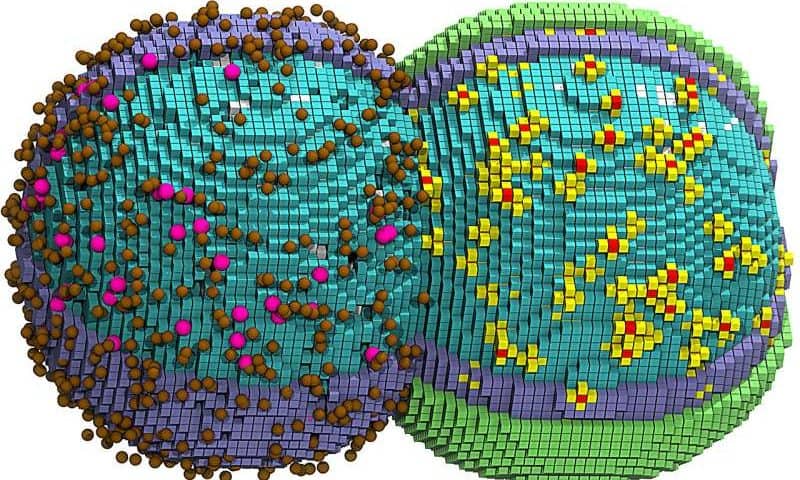 Why simulating an entire cell cycle took years, multiple GPUs and six days per run