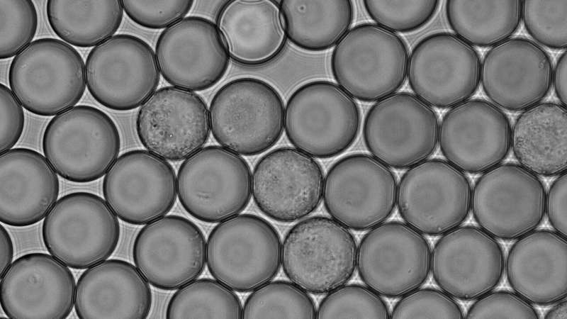 Bacteria from bumblebees can produce vitamin B₂ in soya drinks