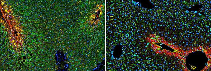 Genetic atlas reveals how human liver cells divide their labor