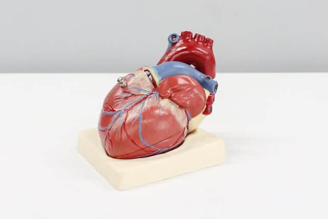 Heart’s Constant Beating Suppresses Tumor Growth in Cardiac Tissues