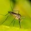 Fighting malaria more effectively with climate data