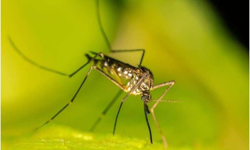 Fighting malaria more effectively with climate data