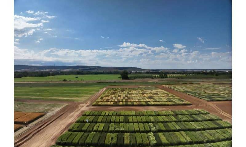 AI and drones can select the most resilient wheat