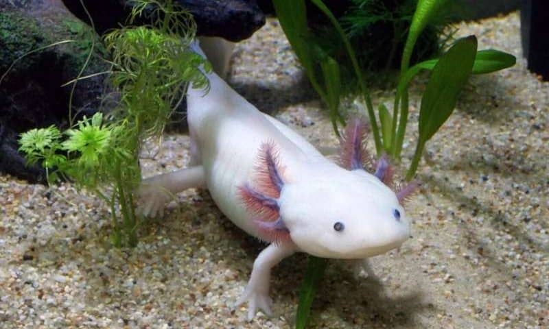 For regrowing human limbs, this salamander gene could hold the key