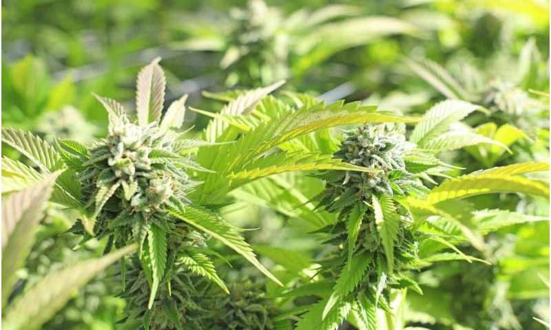 Cannabis may not be as anti-inflammatory as believed—research paints a more complex picture