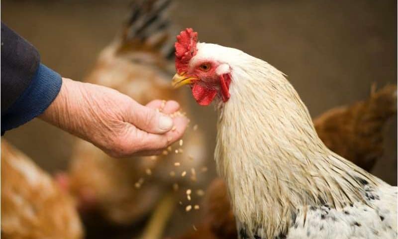 Chicken gene-editing advance opens path to drug-producing eggs