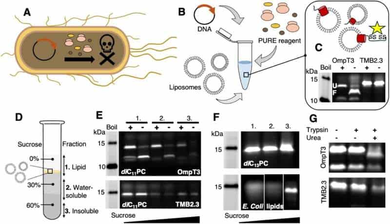 Designing better membrane proteins by embracing imperfection