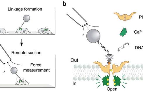 Molecular ‘leash’ measures force-sensing protein activation at about 15 piconewtons