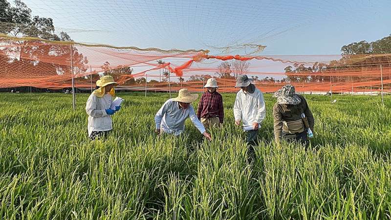 Gene discovery opens new path for disease-resistant rice breeding